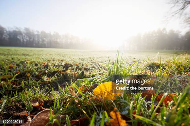 close-up of yellow colored leaves at idyllic field and fog during sunrise in autumn, rural scene - morning dew stockfoto's en -beelden