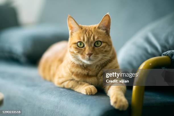 het katportret van de gember - huiskat stockfoto's en -beelden