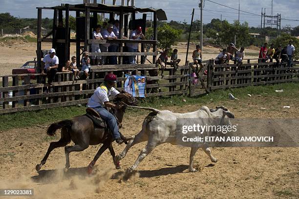 Llanero pulls the tail of a steer in an attempt to knock it over during a "Coleo" competition in Puerto Gaitan, Meta department, center Colombia on...