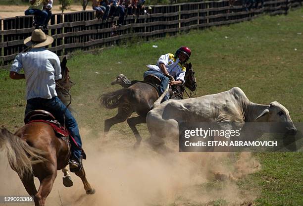 Llanero pulls the tail of a steer in an attempt to knock it over during a "Coleo" competition in Puerto Gaitan, Meta department, center Colombia on...