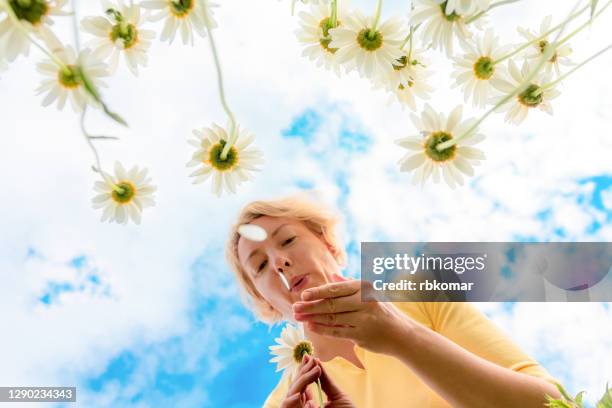 girl blows chamomile petals on a flower meadow against the blue sky - 花びら占い ストックフォトと画像