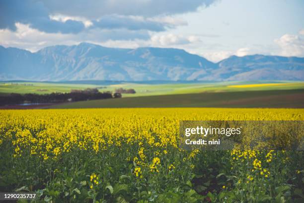 agricultural landscape in the overberg - overberg stock pictures, royalty-free photos & images