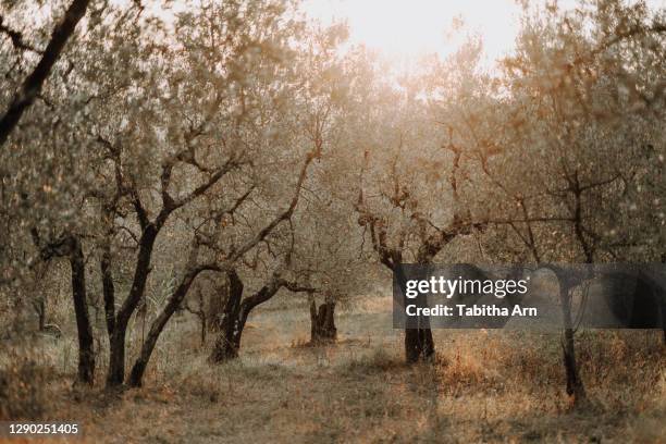 olivenbäume olivenplantage in der toscana italien oliven - italien food stock pictures, royalty-free photos & images