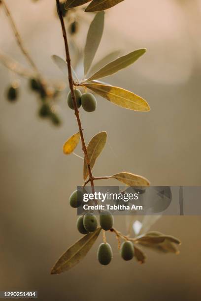 olivenbäume olivenplantage in der toscana italien oliven - olive tree farm stock pictures, royalty-free photos & images