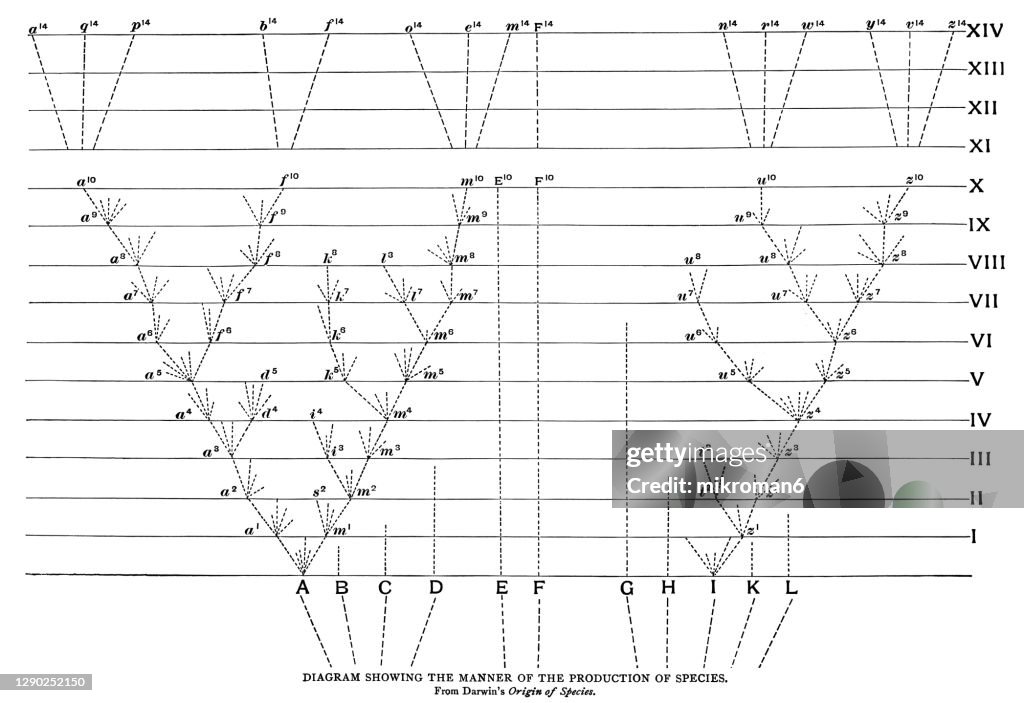 Old engraved illustration of Diagram showing the manner of the production of species (from Darwin's Origin of Species)