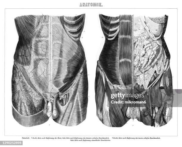 Diagram Of Organs In Abdomen Fotografías e imágenes de stock - Getty Images