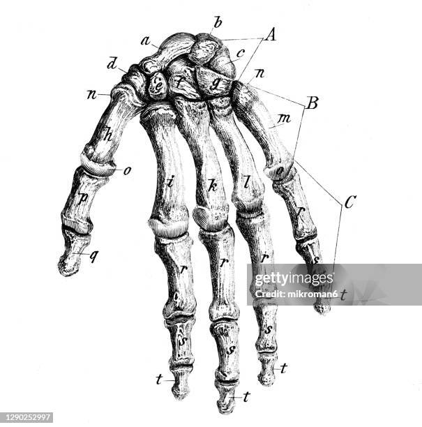 Backbone Drawing Reference 714 Human Skeleton Backbone Drawing Stock Photos, High-Res Pictures ...