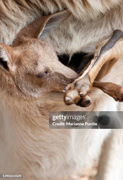 a kangaroo and joey - cria de canguru imagens e fotografias de stock