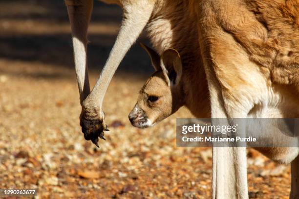 a kangaroo and joey - cria de canguru imagens e fotografias de stock