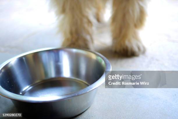 empty dog's bowl - dog bowl fotografías e imágenes de stock