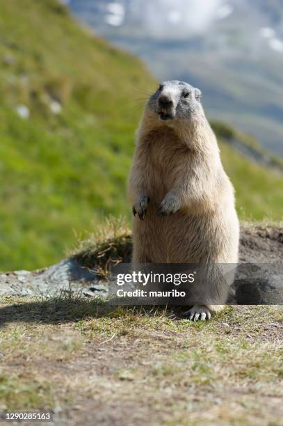 alpine marmot (marmot marmot) - woodchuck stock pictures, royalty-free photos & images