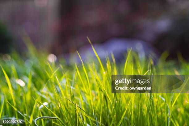 good looking grass stock - thick stock pictures, royalty-free photos & images