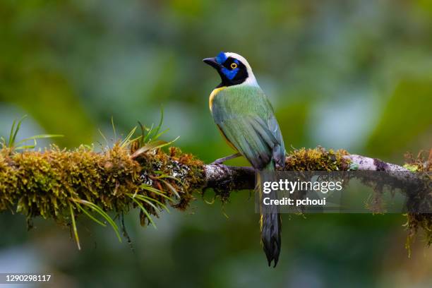 green jay ook bekend als inca jay - gaai stockfoto's en -beelden