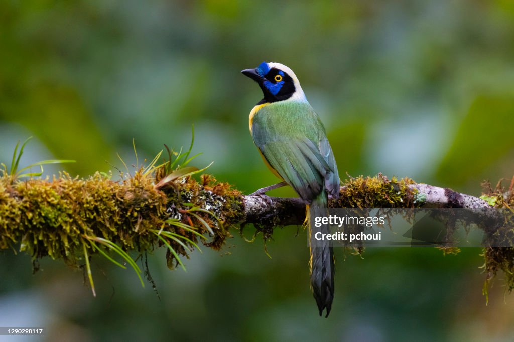 Green Jay also known as Inca Jay