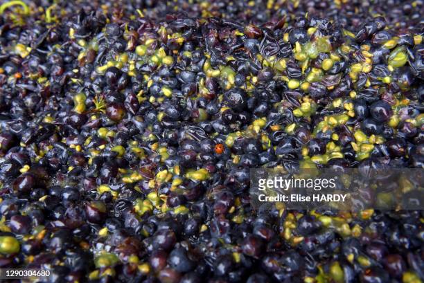 Grains de raisin, viticulteur Fallet-Dart, famille issue d'une longue lignée de viticulteurs dont les premières traces remontent à 1610, le 12...