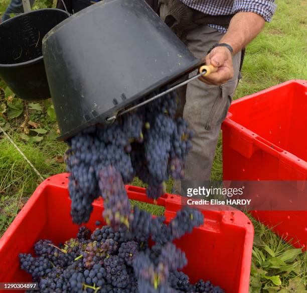 Vidage d'un seau de grappes de raisins lors de vendanges en Champagne dans les vignes du viticulteur Fallet-Dart, famille issue d'une longue lignée...