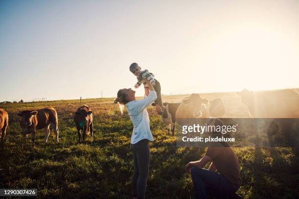raising one happy country kid - cow stock pictures, royalty-free photos & images