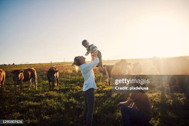 höja en lycklig land unge - cow bildbanksfoton och bilder