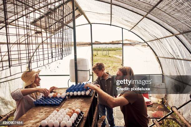 we have to be extra careful when packing these eggs - farm wife stock pictures, royalty-free photos & images