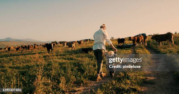 ze wil gewoon achter de dieren aan. - koe stockfoto's en -beelden