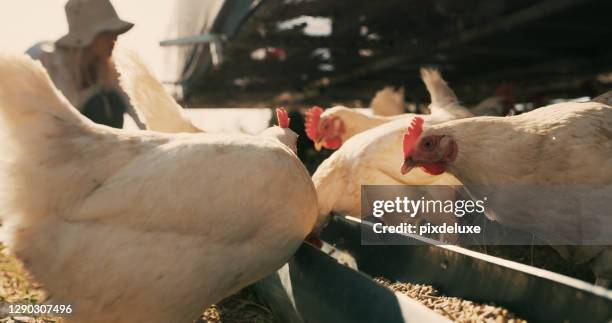 it's breakfast time - poultry feed stock pictures, royalty-free photos & images