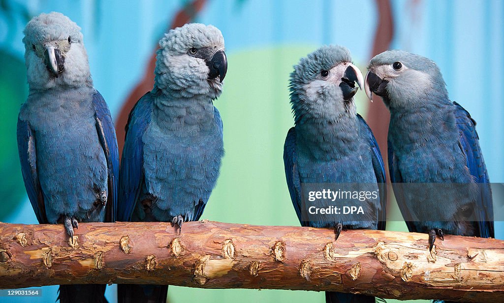 Spix's macaws (L-R) Felicitas, Frieda, P