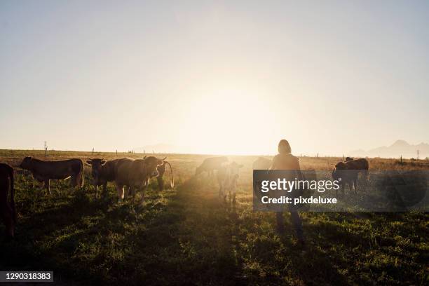 monitoring the herd - shepherd stock pictures, royalty-free photos & images