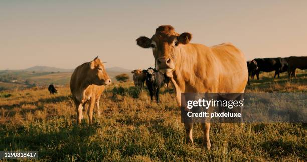 tu parles moo aussi ? - bétail photos et images de collection