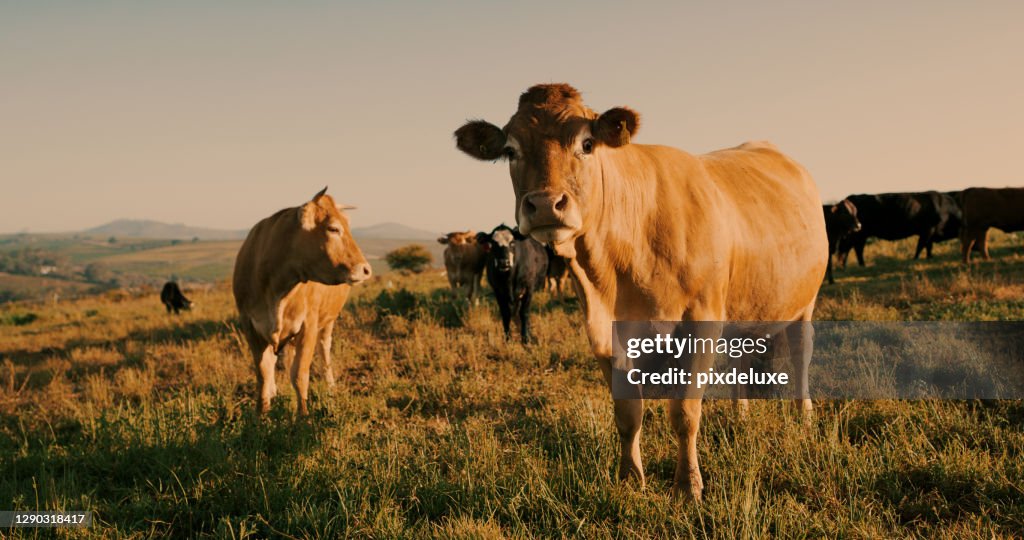 Spreek jij ook moo?