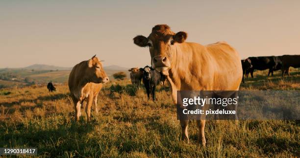 do you speak moo too? - livestock stock pictures, royalty-free photos & images