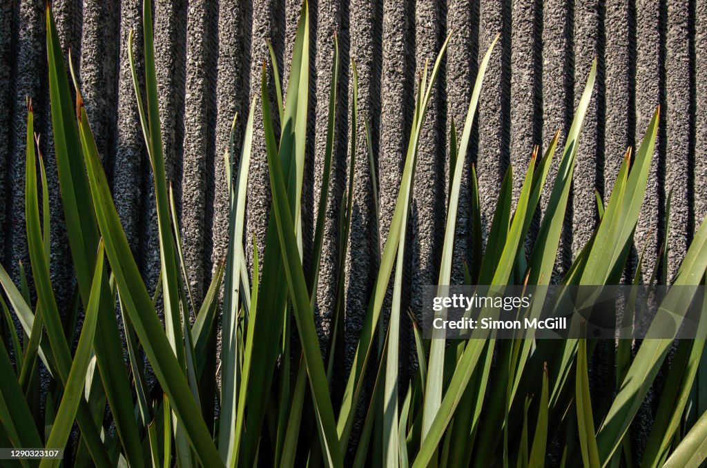 Ornamental long leafed flax plants against a pebblecrete grooved surrounding wall