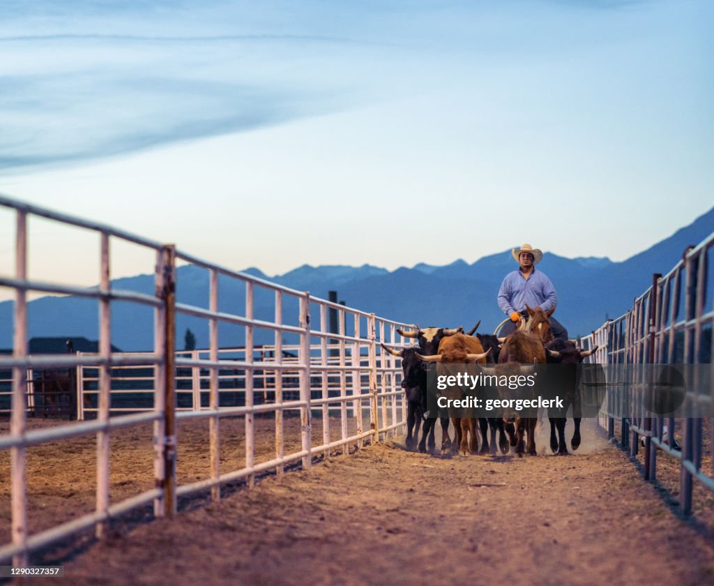 Ranch worker moving cattle at dusk