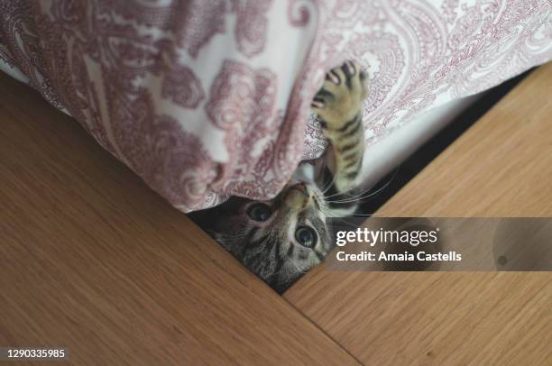 gatito jugando asomando debajo de la cama - debajo de 個照片及圖片檔