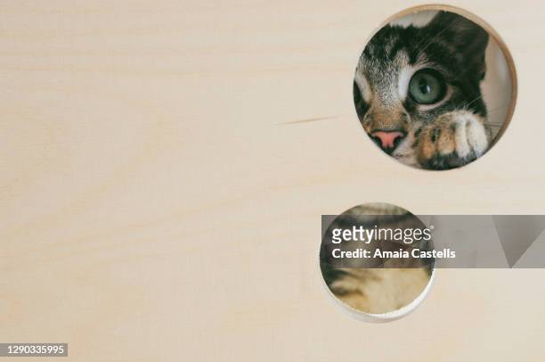 cachorro de gata asomando curiosa por un agujero - agujero stock-fotos und bilder