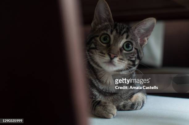 gato escondido debajo de la mesa - debajo de 個照片及圖片檔