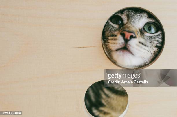 cachorro de gato atigrado asomando la cabeza por un agujero - agujero imagens e fotografias de stock