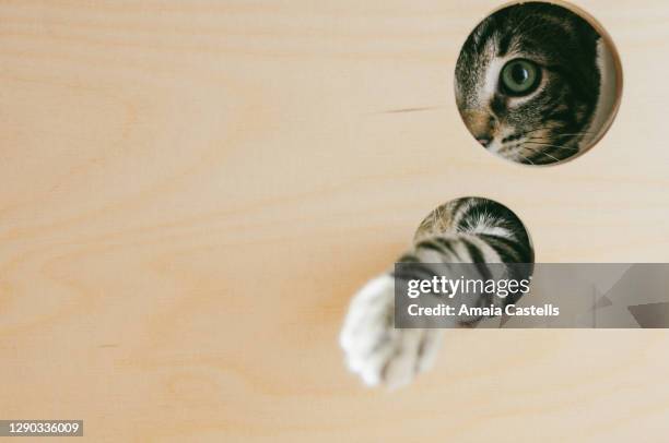 gato cachorro mirando y sacando la pata por un agujero - agujero stockfoto's en -beelden