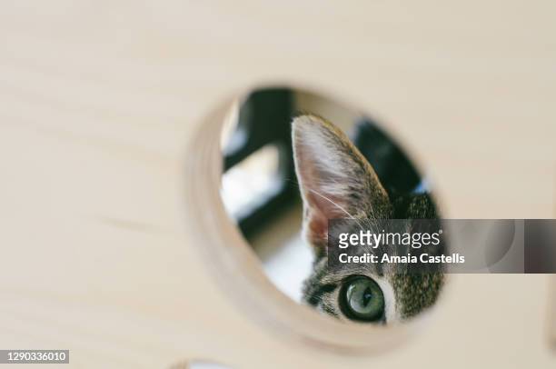 cachorro de gato atigrado mirando a través de un agujero - agujero stockfoto's en -beelden