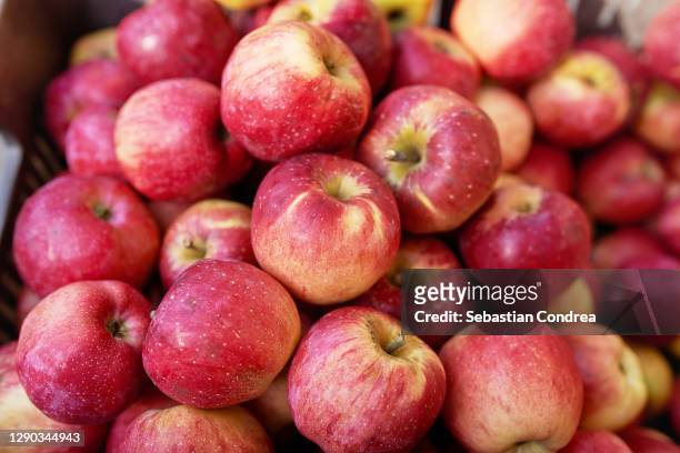 view of juicy red apples. harvesting organic products. - pomar fotografías e imágenes de stock