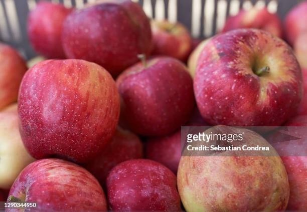 apples in farmer's market autumn themes. - gala apple stock pictures, royalty-free photos & images