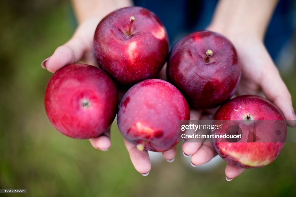 Close-up on hands and apples in an orchard.