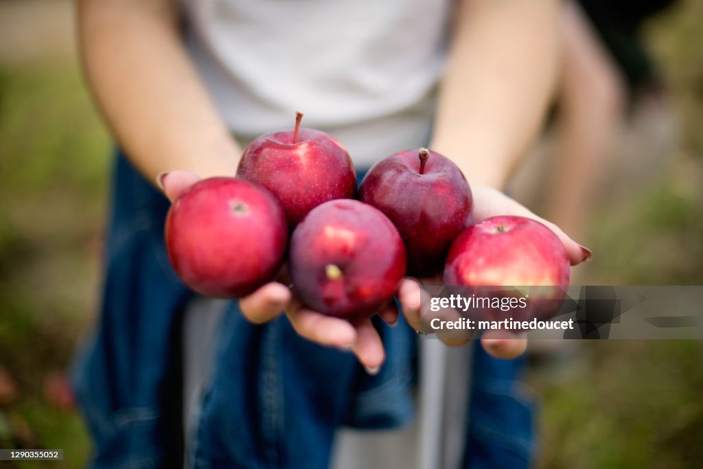 Close-up on hands and apples in an orchard.