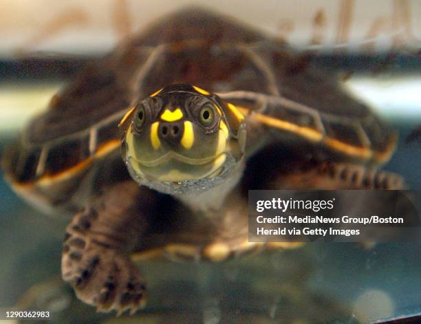 Boston, MA Aquarium ships rare Amazon turtles to Pittsburgh zoo Detail of one of three yellow-spotted Amazon River Turtles that will be shipped to...