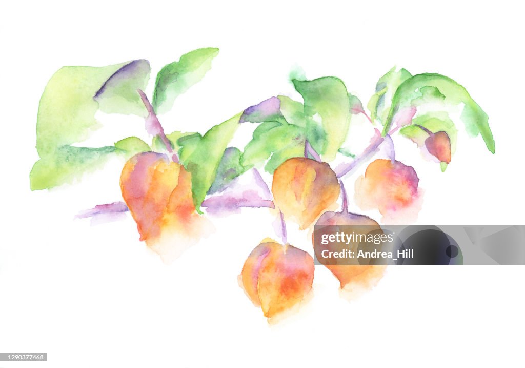 Physalis kinesiska Lantern Växt Akvarell Målning. Raster Illustration