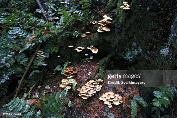 mushrooms on moist forest floor - forest floor stock-fotos und bilder