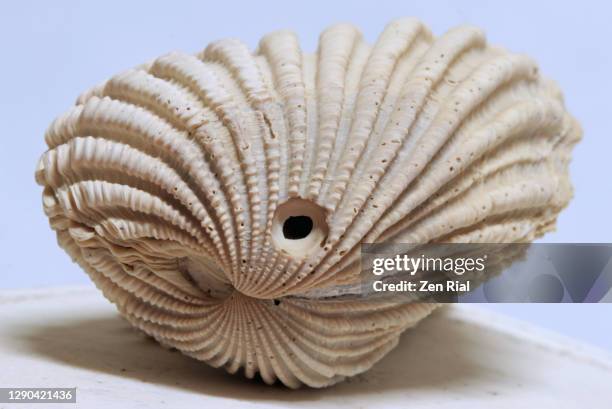 close-up of a fossilized clam showing natural patterns and hole against blue background - muschel close up studioaufnahme stock-fotos und bilder