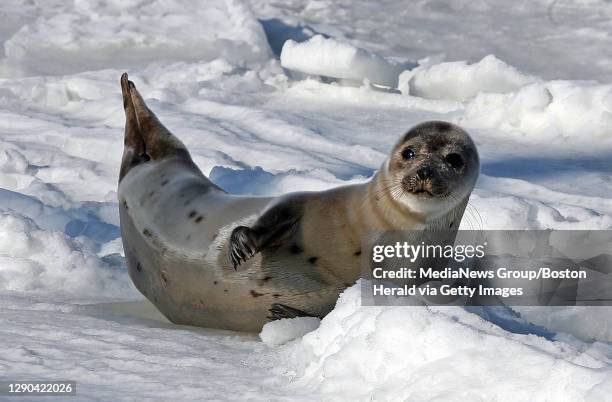 Harp Seal suns himself on a ice flow in the Boston Harbor. The seal is originally from Canada and it is normal to see them around the harbor as late...