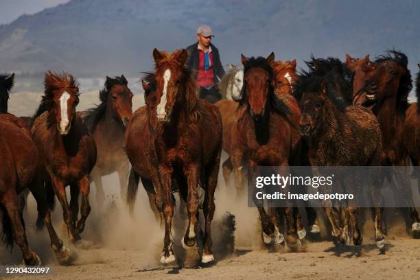 man herding group of wild horses - taming horse stock pictures, royalty-free photos & images