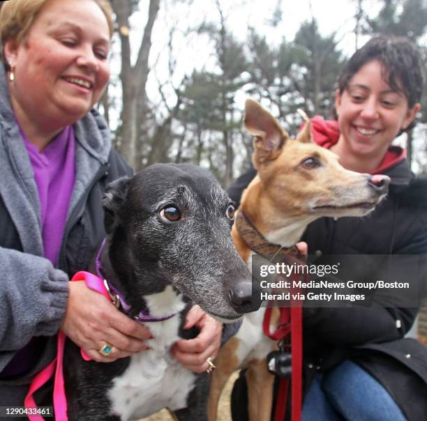 Carol Snaith of Salem with her greyhound Allie found greyhound Wonder in the nearby woods and returned her to grateful owners Kelly and Greg Swartz....