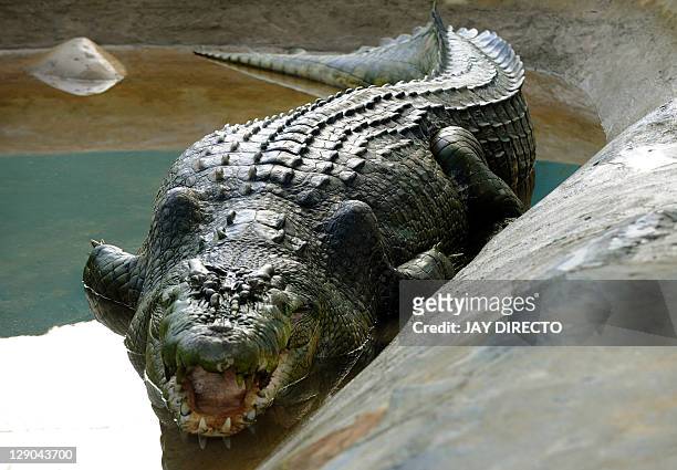 By Jason Gutierrez In this photo taken on September 21 Lolong, a one-tonne 21-foot crocodile believed to be the biggest to have ever been caught, is...
